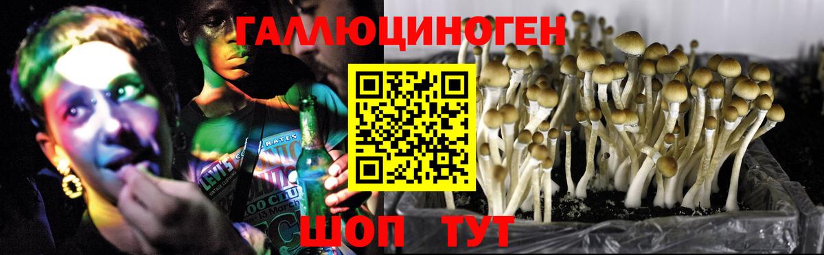 закладки  Вход с VPN  Вязьма  Псилоцибиновые грибы Psilocybe 